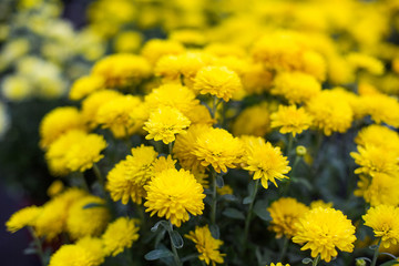 yellow Chrysanthemum in garden flower plant  shop