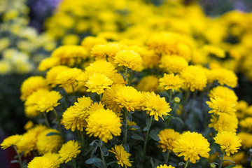 yellow Chrysanthemum in garden flower plant  shop