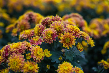 Orange Chrysanthemum in garden flower plant  shop