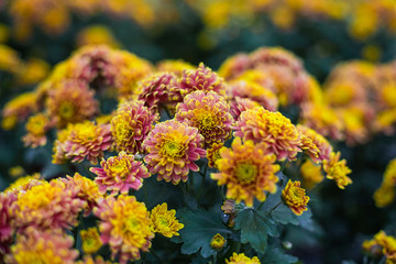 Orange Chrysanthemum in garden flower plant  shop