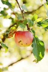 Fresh apple fruits close up, juicy red apples with green leaves. Garden with fruit trees,  ripe...