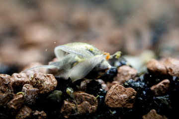 Detailansicht kleiner Schnecken im Aquarium 