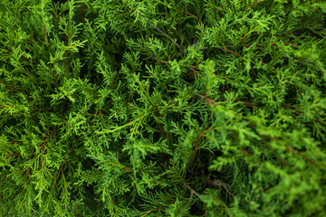 Fir tree brunch close up. Fluffy fir tree brunch