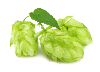 Hop cones isolated on white background. Beer brewing ingredients. Beer brewery concept. Beer background.