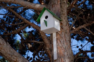Old wooden green birdhouse attached to a tree in winter time. Wintering place for birds . Bird house hanging from the tree with the entrance hole in the shape of a circle. Azerbaijan Baku .