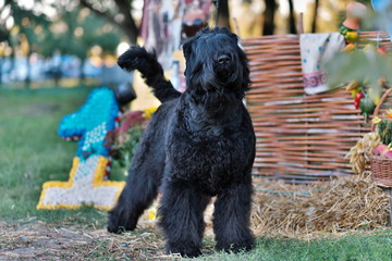 Russian black terrier, dog agility weaves