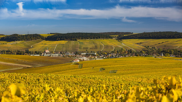 Chablis en Automne
