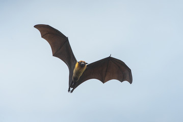 Flying bat on blue sky (Lyle's flying fox)