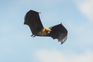 Flying bat on blue sky (Lyle's flying fox)