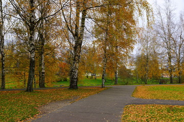 fall of leaves in an autumn park
