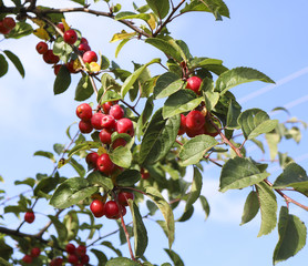 Red apple fruits on the tree grow in the wild or in the garden . Colors of autumn
