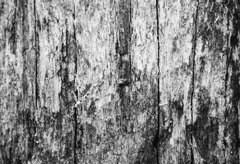 Obraz premium Tree bark texture. Natural wooden background with scratches.