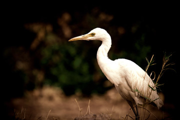 Cattle Egret in the garden in its natural habitat in a soft blurry background.
