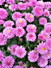 Fototapeta premium Dense pink Chrysanthemum flowers in full bloom in a garden