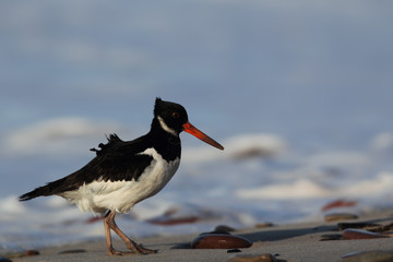 Austernfischer (Haematopus ostralegus) am Strand von Helgoland