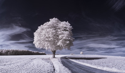 infrared photography - ir photo of landscape with tree under sky with clouds - the art of our world...