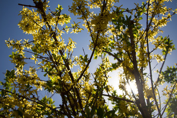 Forsythia. Forsythia flower. Forsythia in full bloom in spring.