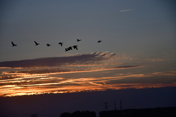 Obraz na płótnie Canvas birds flying in the sky