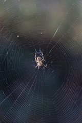 Web with spider in middle