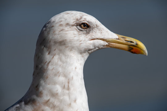 Segull head