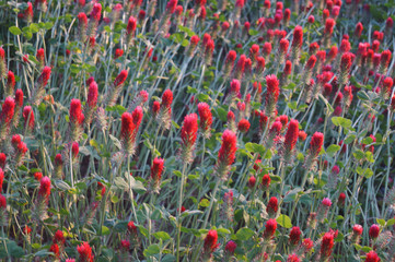 red clover close up