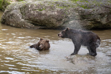 Two brown bears are playing fight in the water in Bayerischer Wald National Park, Germany