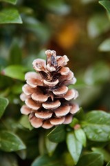 Tannzapfen auf Busch