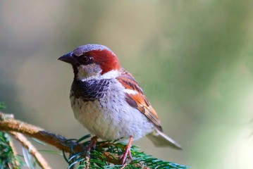 Bird sitting on a conifer