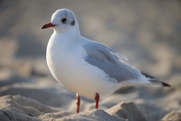 Bird at the beach