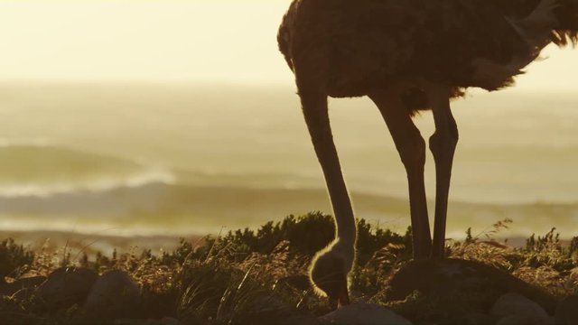 An Ostrich Eating And Waves on the background - South Africa