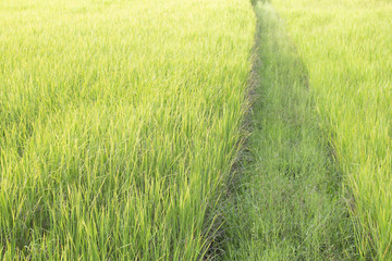 Way in green field.