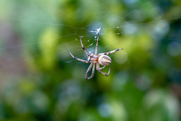 spider on web