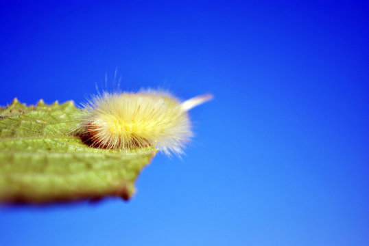 Calliteara pudibunda (pale tussock or meriansborstel) yellow fluffy caterpillar crawling on leaf top edge, blue sky background, close up macro detail