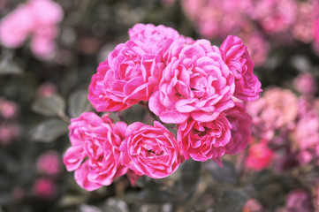 pink bloosoms