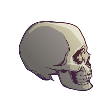 Human Skull hand drawing. Side angle. Linear drawing painted in 3 shades, isolated on white background. EPS10 vector illustration