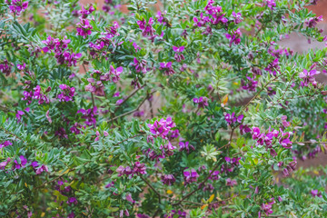 Small purple flowers with white pollen and green leaves.