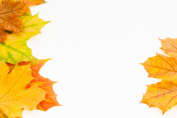 Background of autumn maple leaves and white space for text on the right.