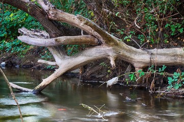 ÁRBOL SECO EN LA ORILLA DEL RÍO 