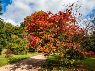Colour on the path