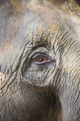 Fototapeta premium Elephant Eye