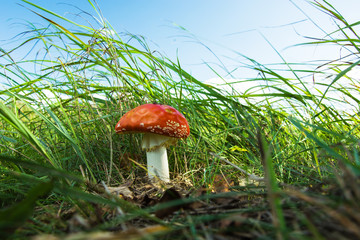 Fly agaric in the grass