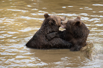 Two brown bears are playing fight in the water in Bayerischer Wald National Park, Germany