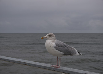 Fototapeta premium Seagull on the pier against sea