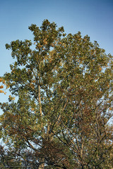 Tree Green Mannheim germany sky yoga background autumn leafs