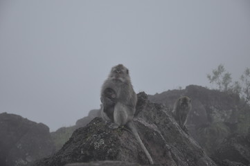 monkey on top of mountain