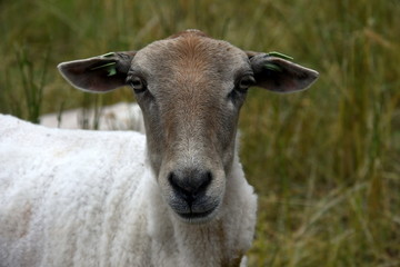 portrait of a sheep