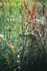 sunset stalk contrast retro field summer red vintage grass mood autumn outdoor sun chill relax perspective