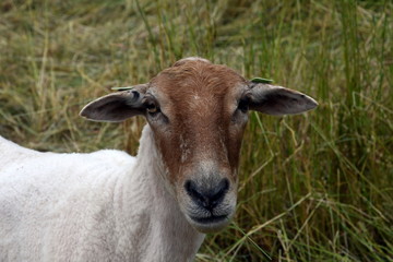 portrait of a sheep