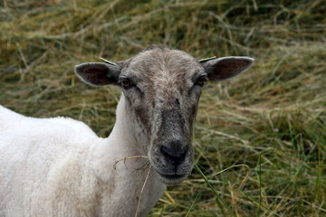 Fototapeta premium portrait of a sheep