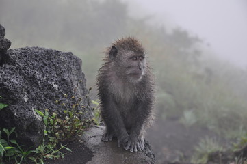 Monkey on the top of mountain Bali Batur